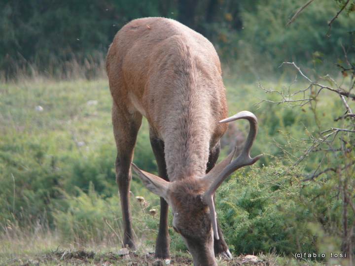 PASSIONE PER IL CERVO